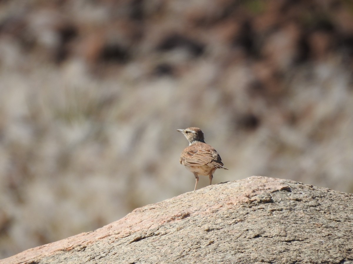 Karoo Long-billed Lark (Benguela) - ML638013520