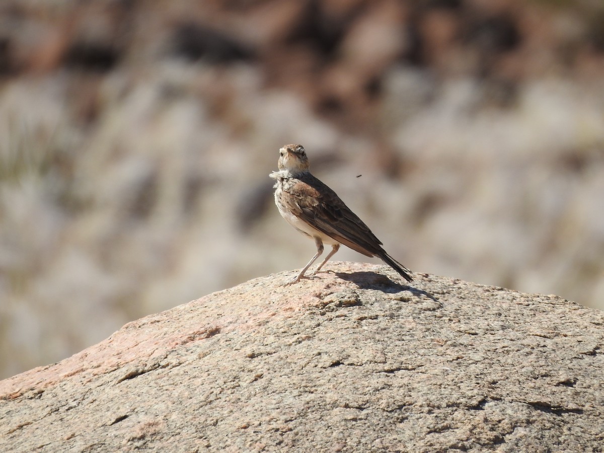 Karoo Long-billed Lark (Benguela) - ML638013521