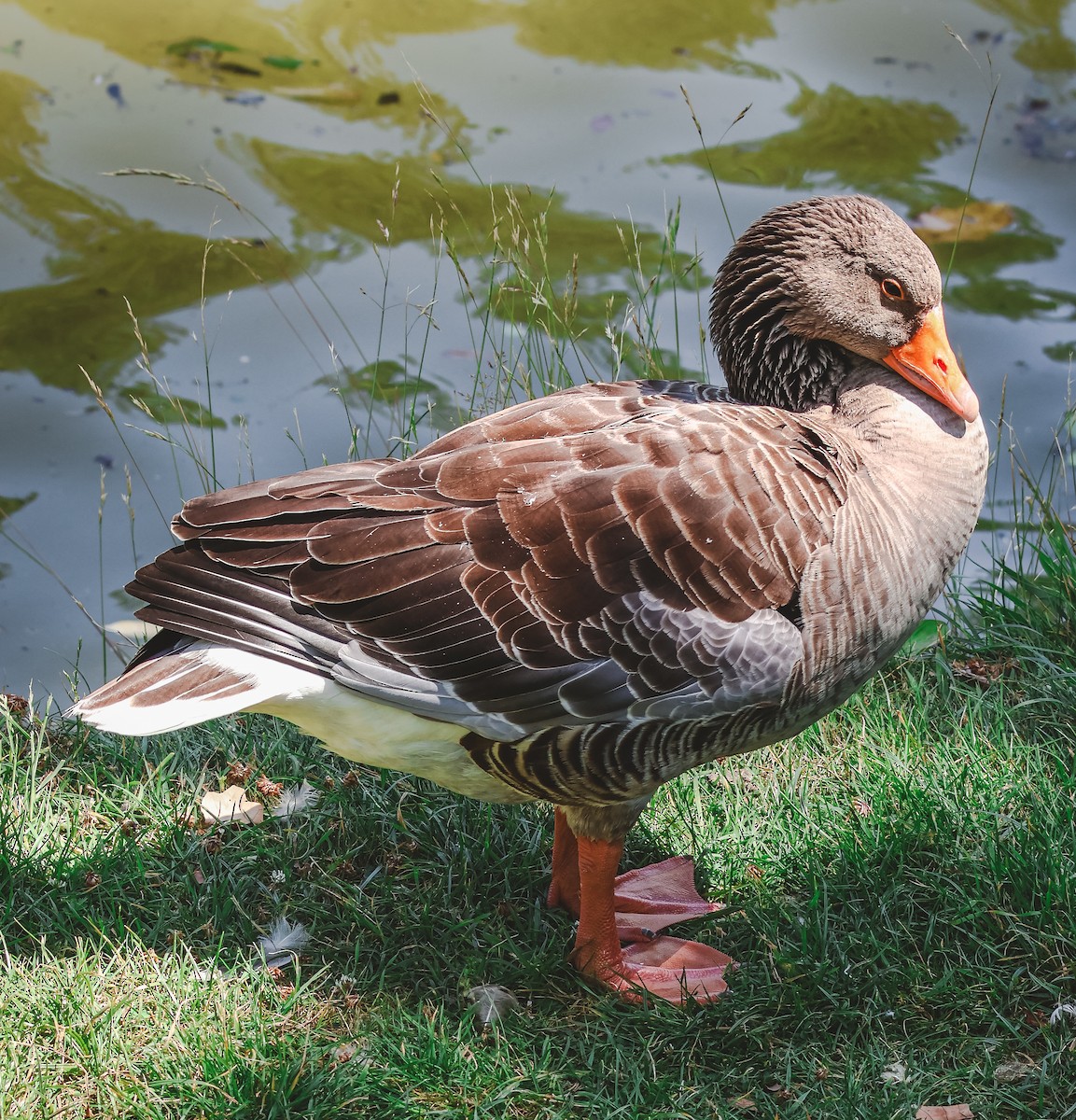 Graylag Goose - ML638013538
