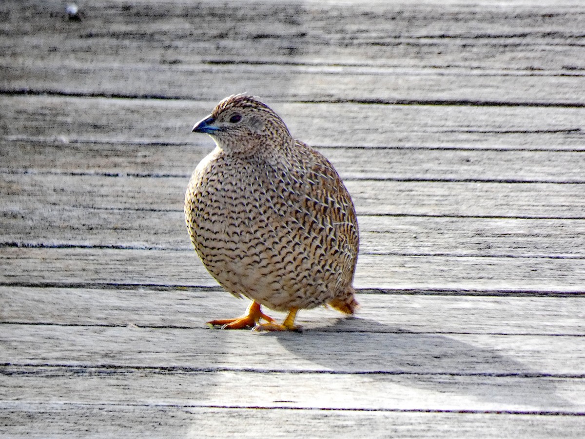 Brown Quail - ML638013559