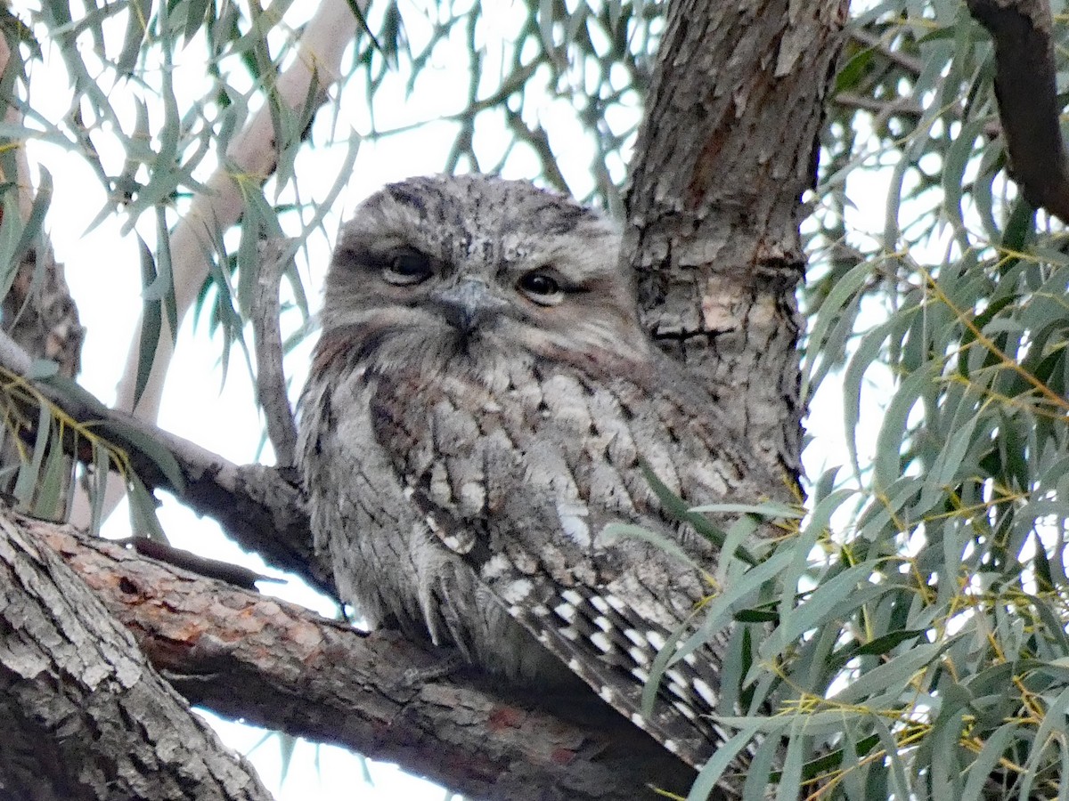 Tawny Frogmouth - ML638013576