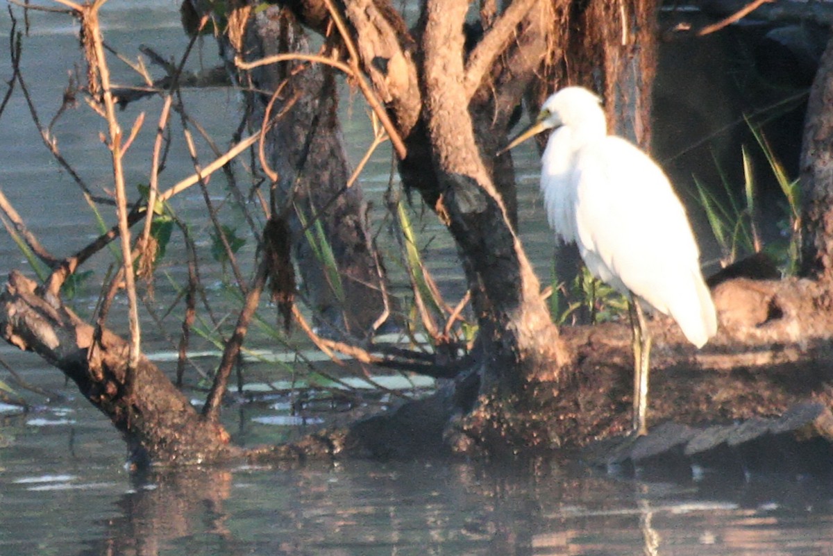 Plumed Egret - ML638013584