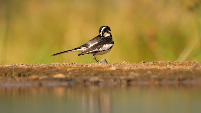 African Pied Wagtail - ML638013606