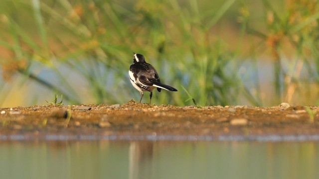 African Pied Wagtail - ML638013607