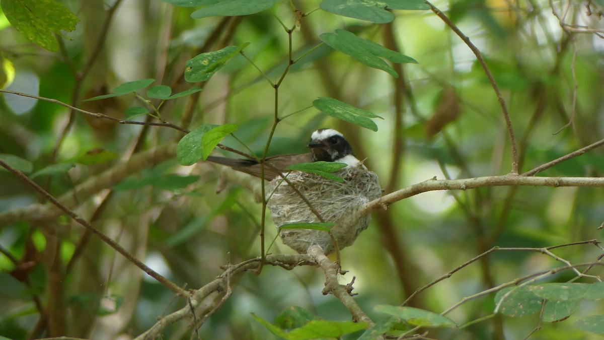 White-browed Fantail - ML638013644