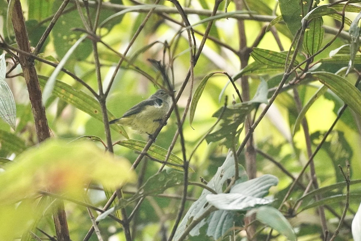 Black-sided Flowerpecker - ML638013653