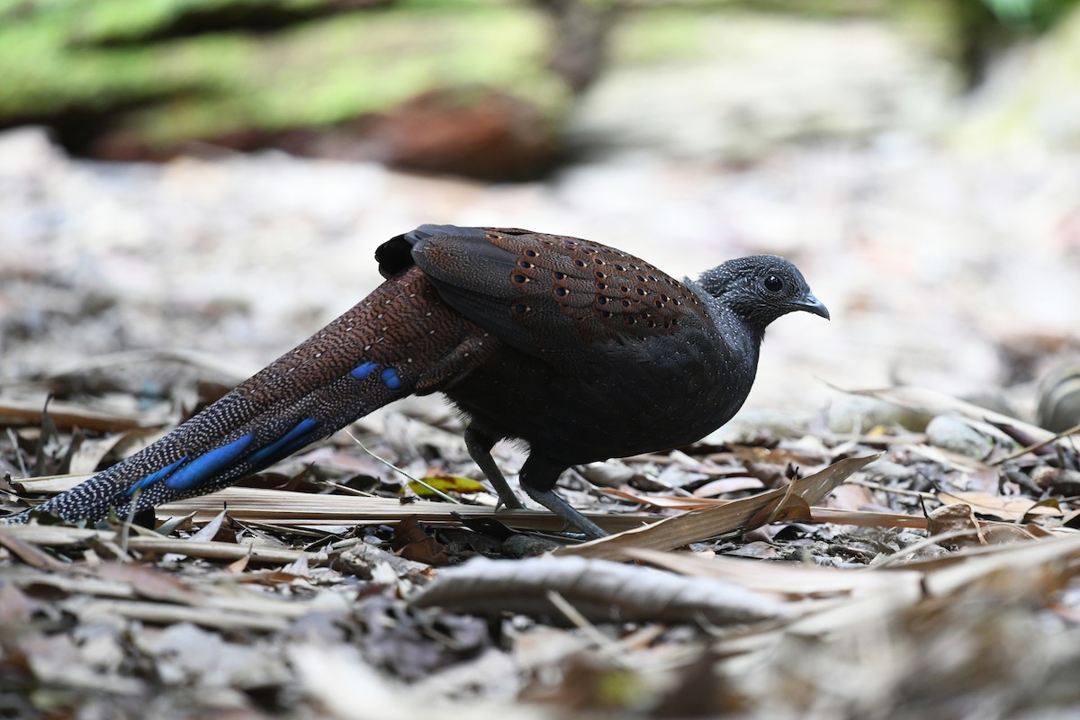 Mountain Peacock-Pheasant - ML638013685