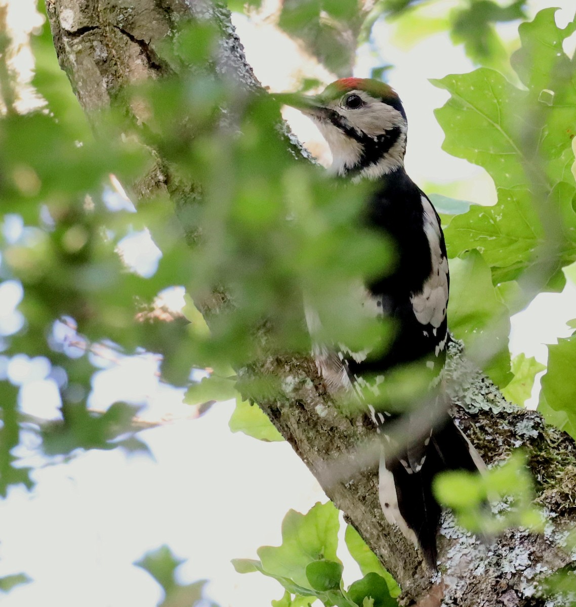 Great Spotted Woodpecker - ML638013770