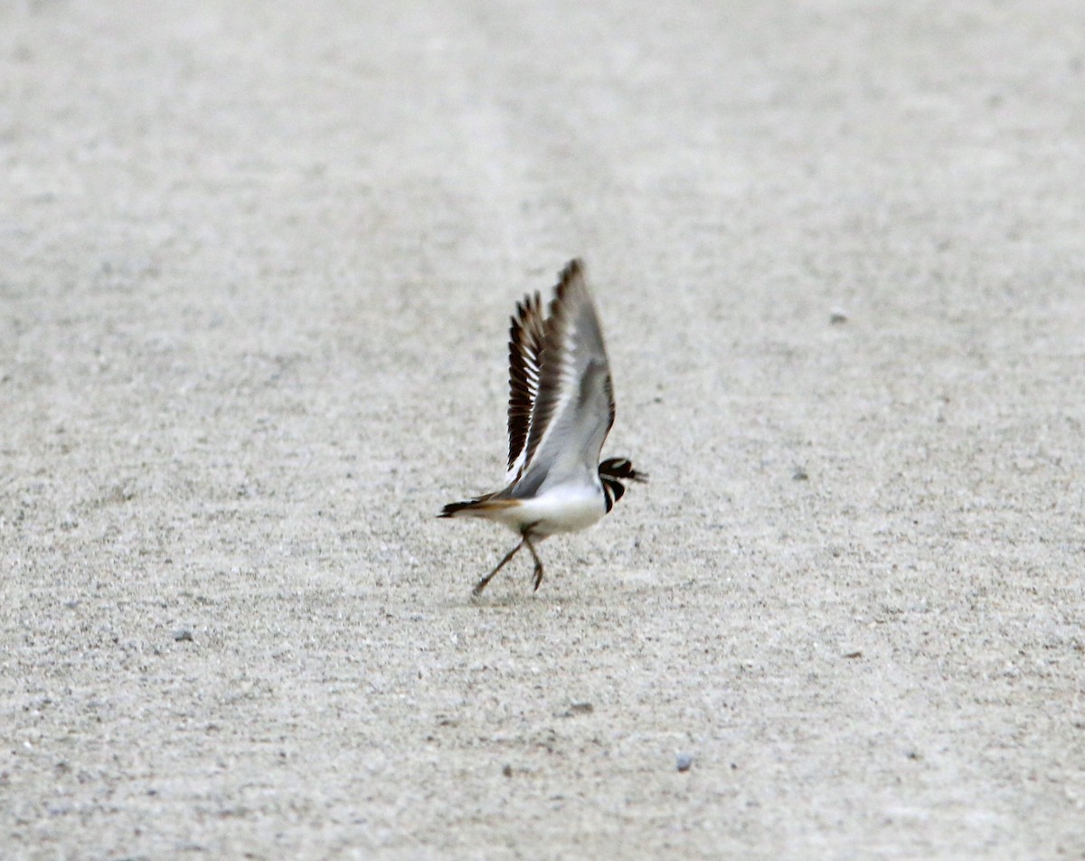 Killdeer - ML638013786