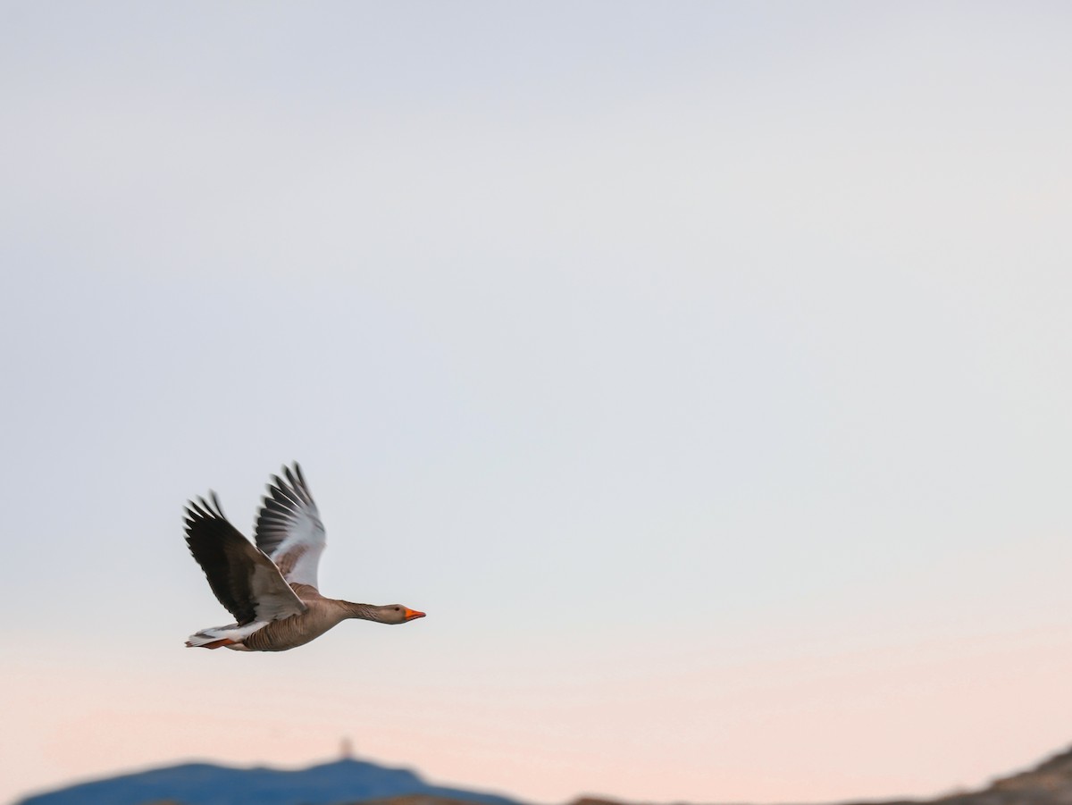 Graylag Goose - ML638013787