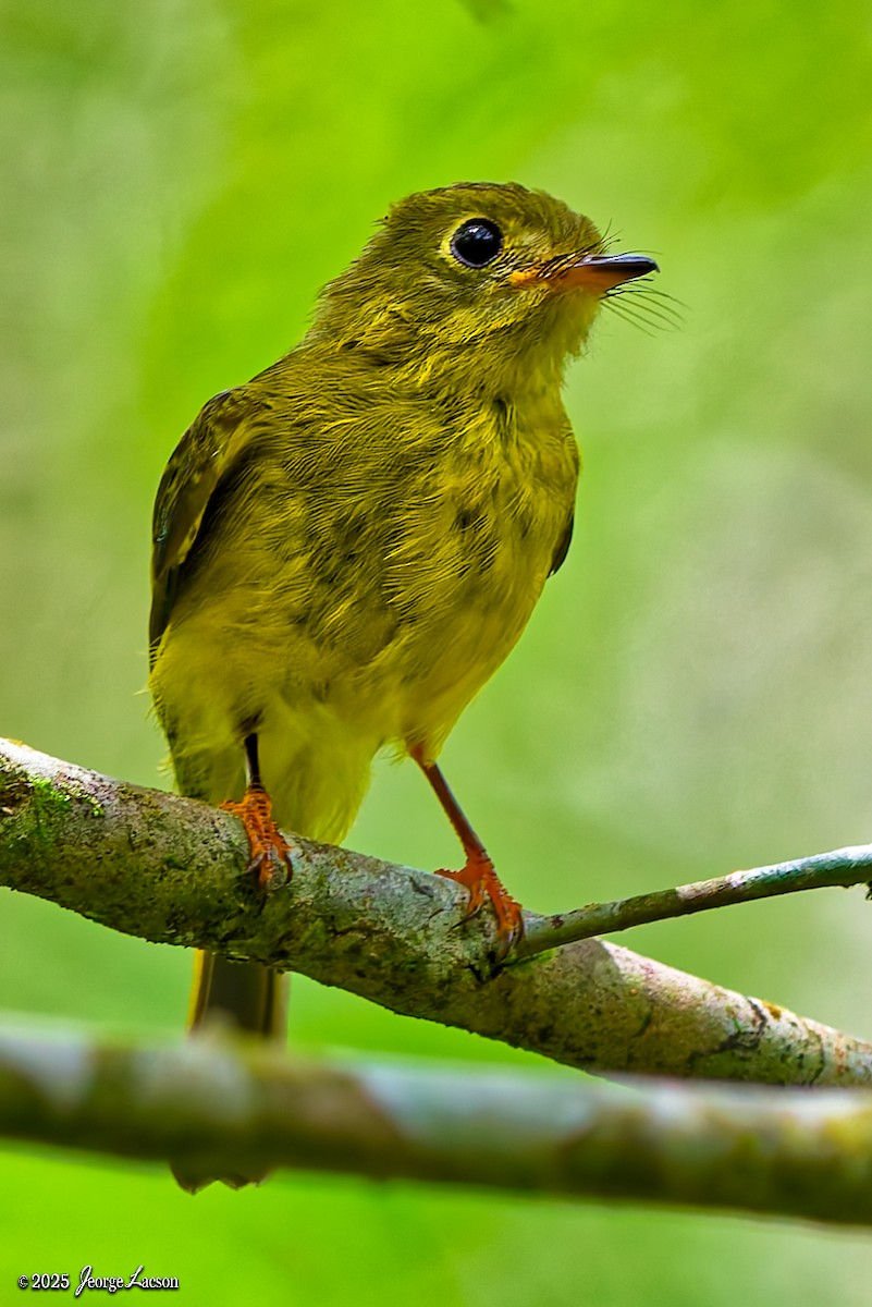 Citrine Canary-Flycatcher - ML638013795