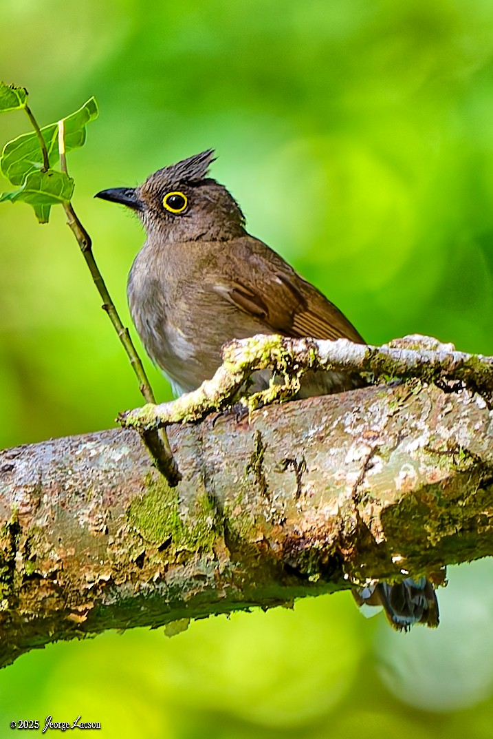 Yellow-wattled Bulbul - ML638013828