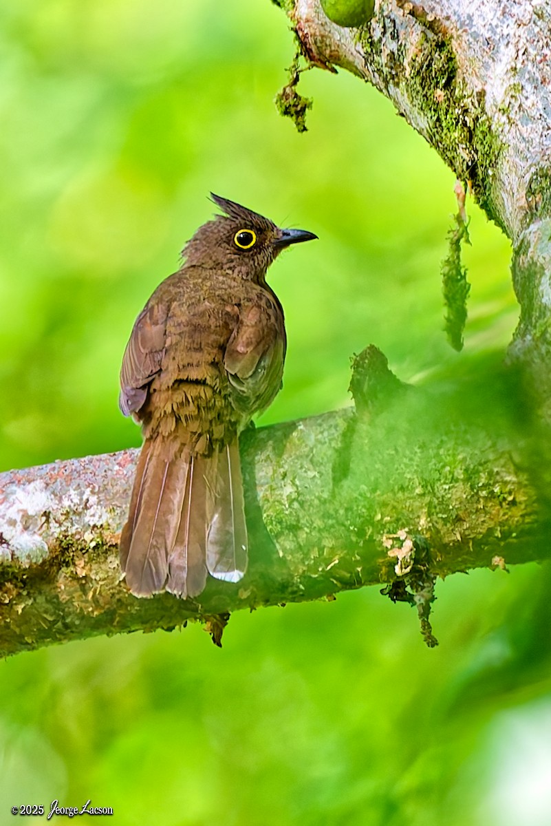Yellow-wattled Bulbul - ML638013829