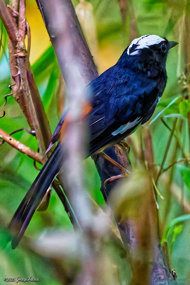 White-browed Shama - ML638013836