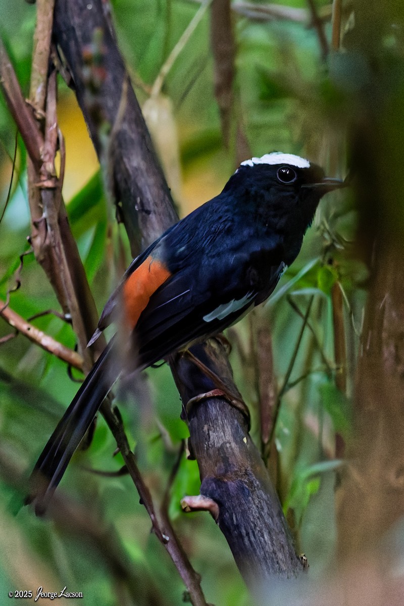 White-browed Shama - ML638013837