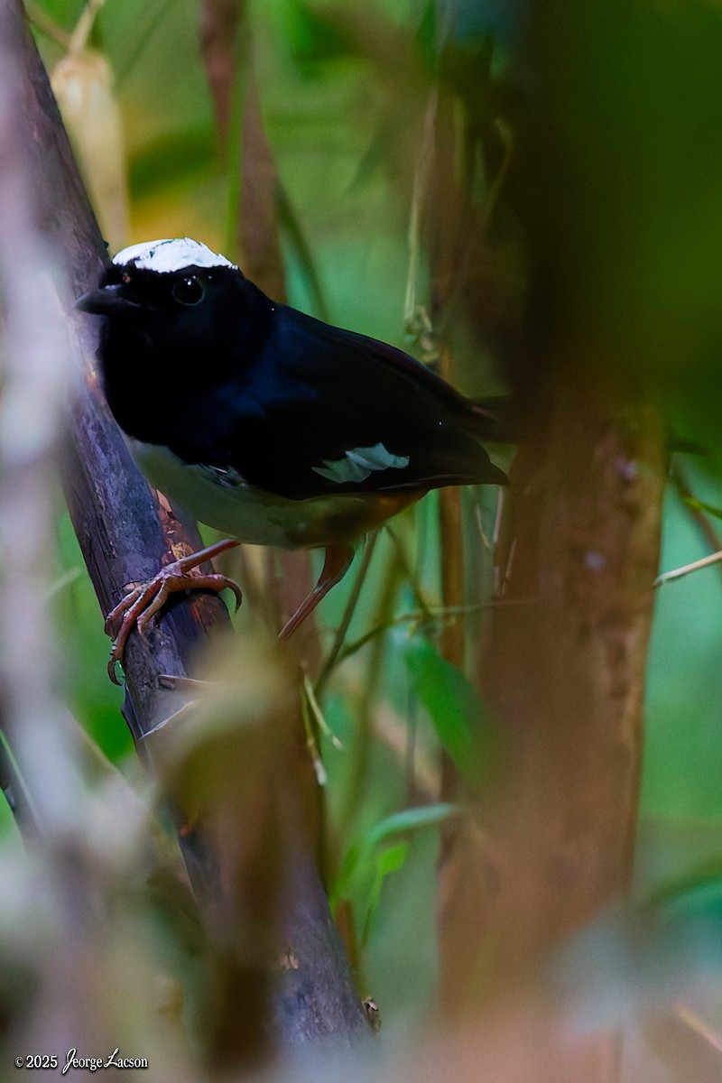 White-browed Shama - ML638013838