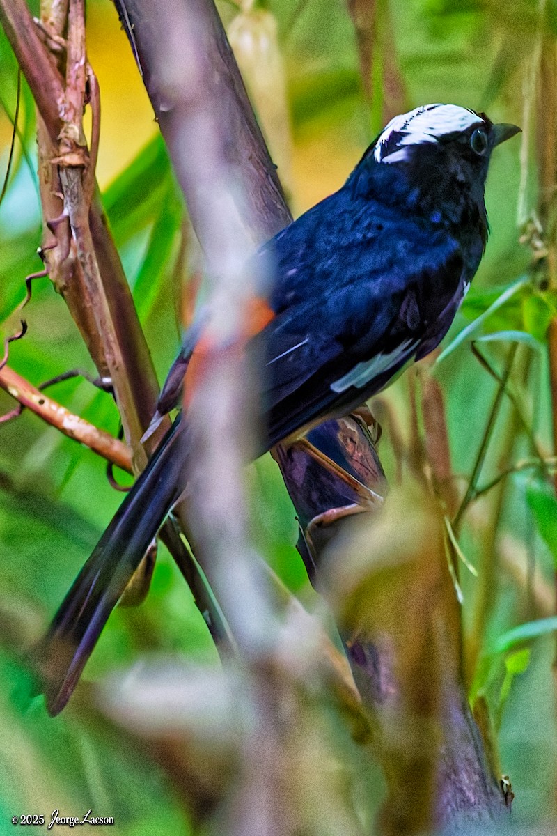 White-browed Shama - ML638013839