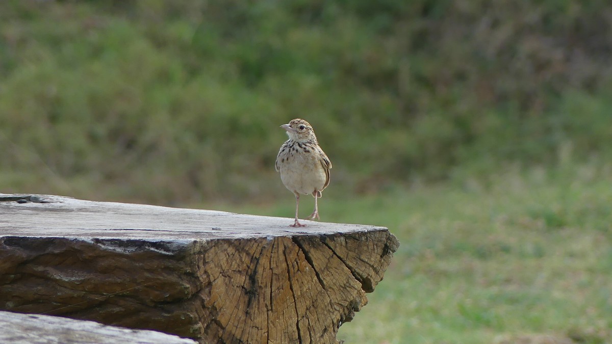 Jerdon's Bushlark - ML638013848