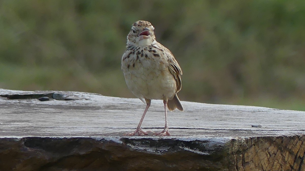 Jerdon's Bushlark - ML638013849