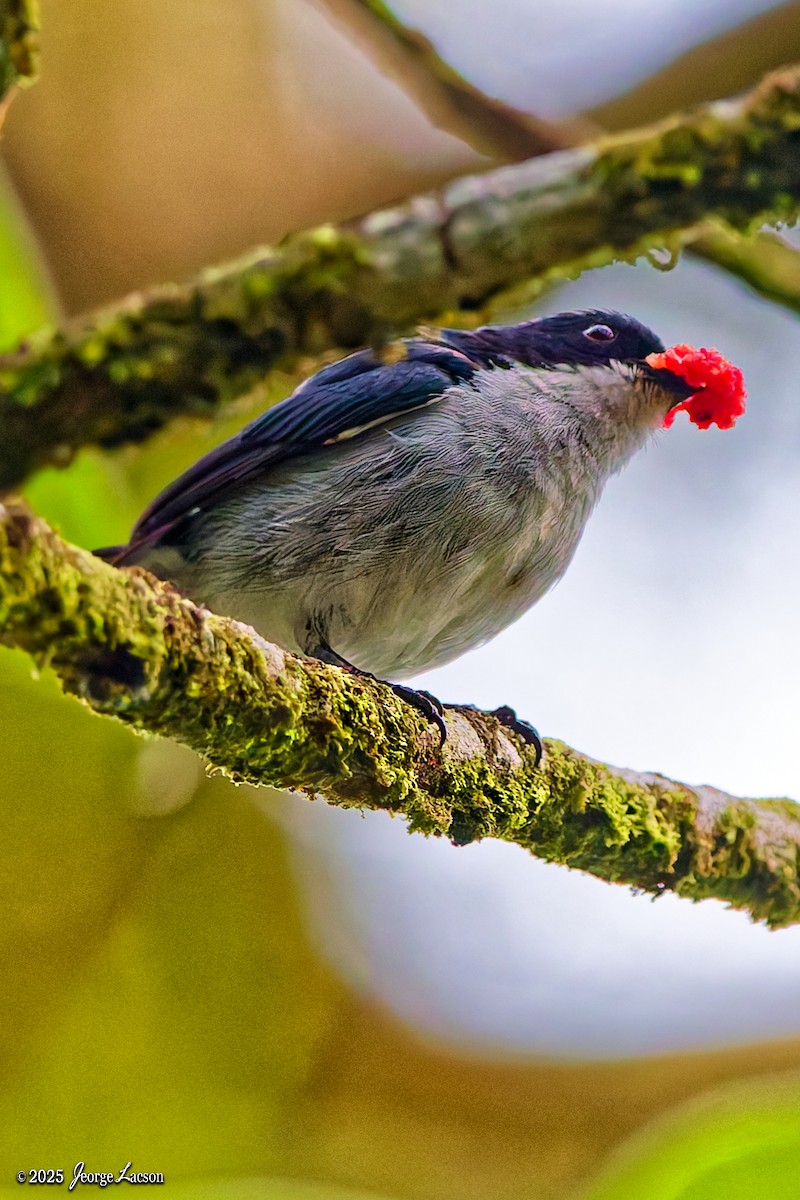 Bicolored Flowerpecker - ML638013855