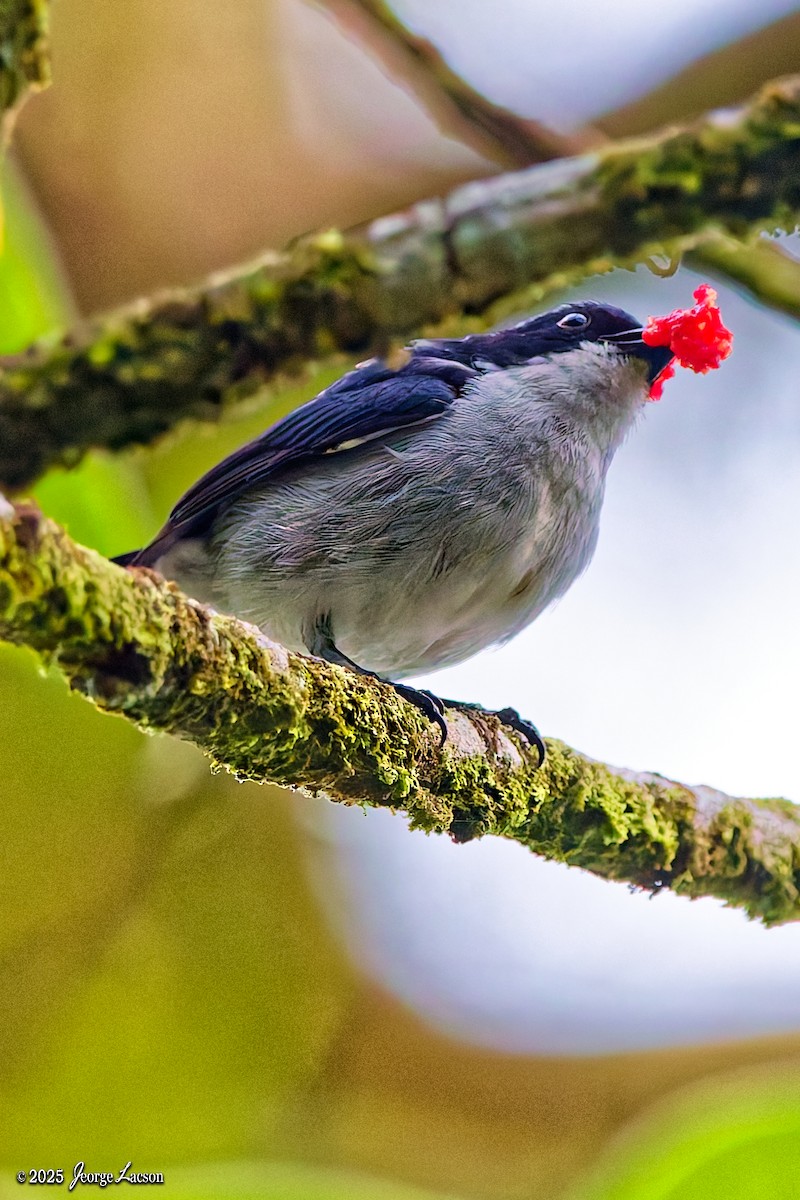 Bicolored Flowerpecker - ML638013857