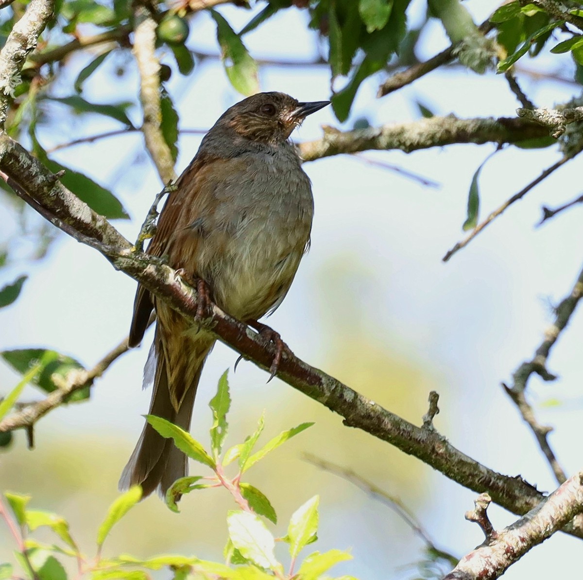 Dunnock - ML638013881