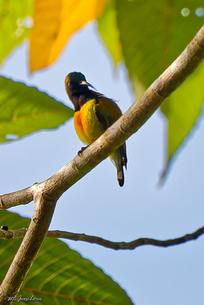 Flaming Sunbird - ML638013887