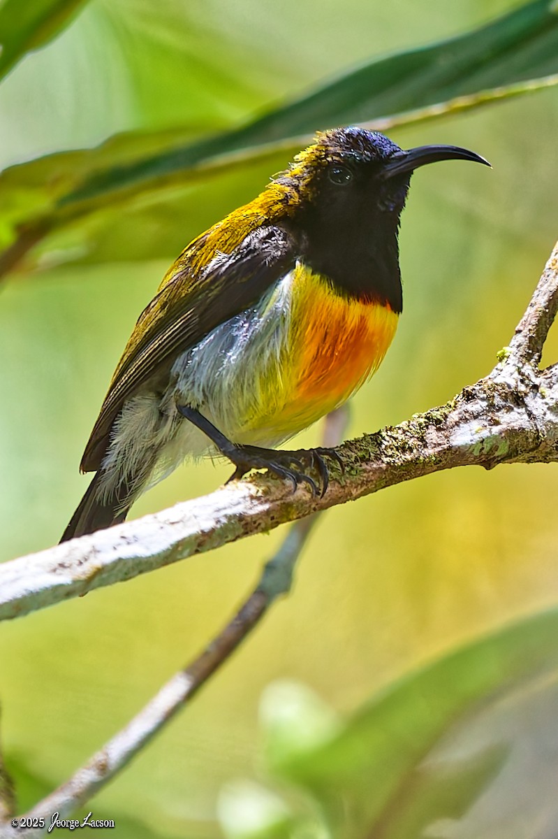 Flaming Sunbird - ML638013888