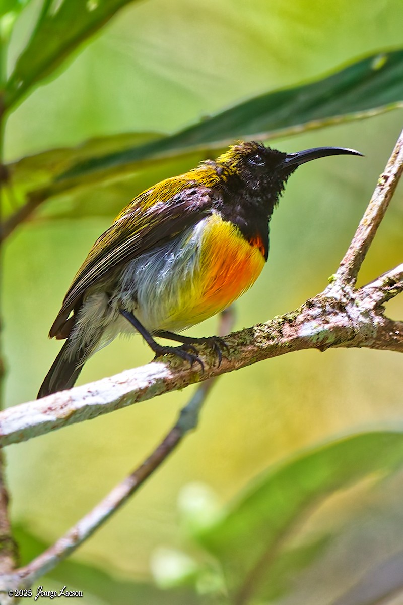 Flaming Sunbird - ML638013889