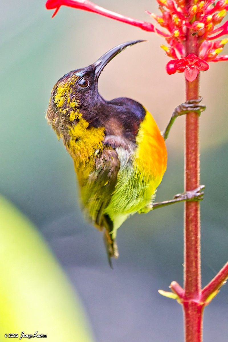 Flaming Sunbird - ML638013891