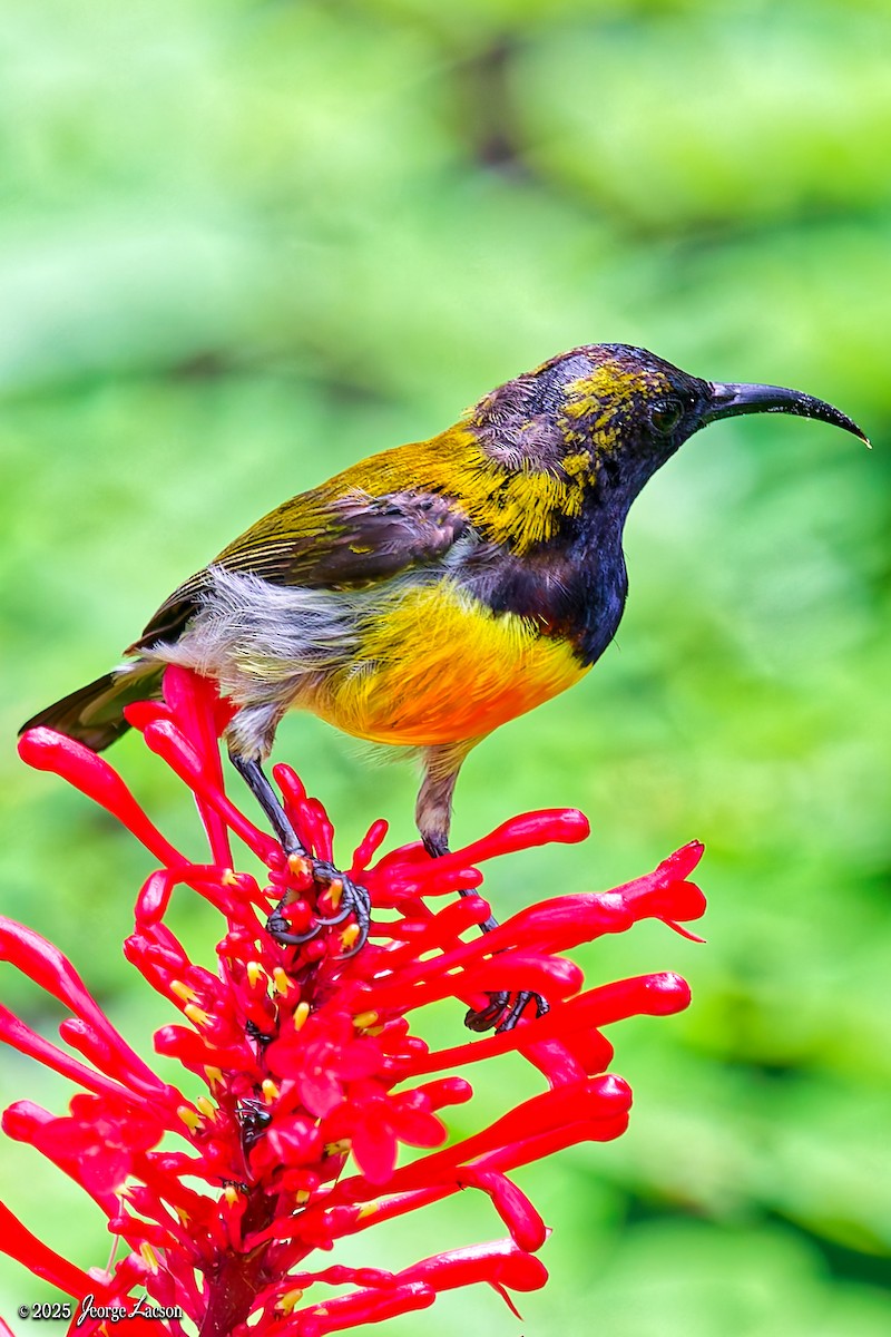 Flaming Sunbird - ML638013892