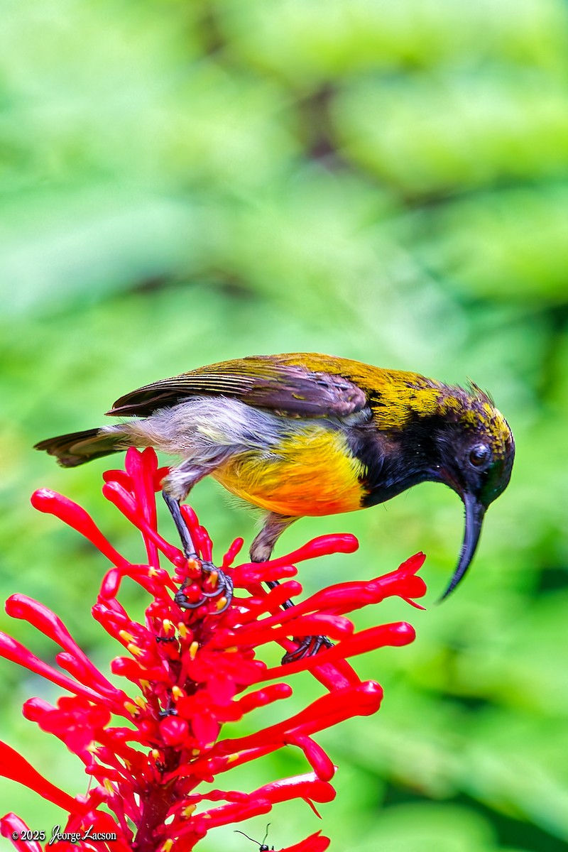Flaming Sunbird - ML638013893