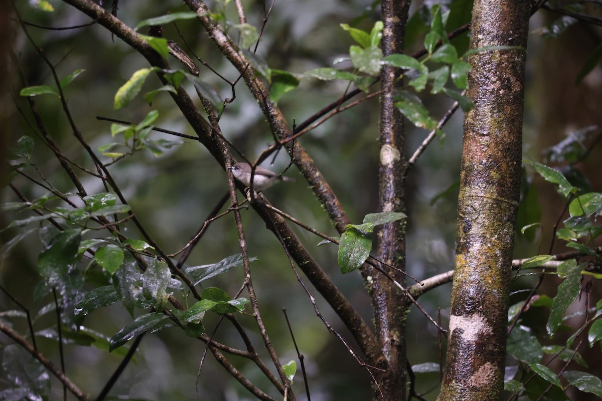 Brown Gerygone - ML638013913