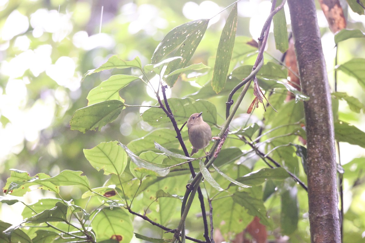 Atherton Scrubwren - ML638013942
