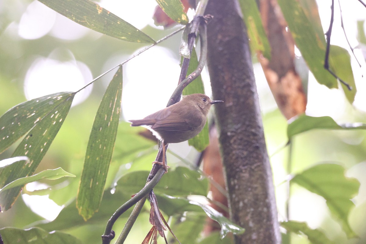 Atherton Scrubwren - ML638013945