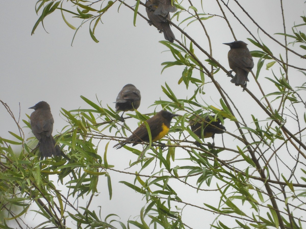 Brown-and-yellow Marshbird - ML638013959