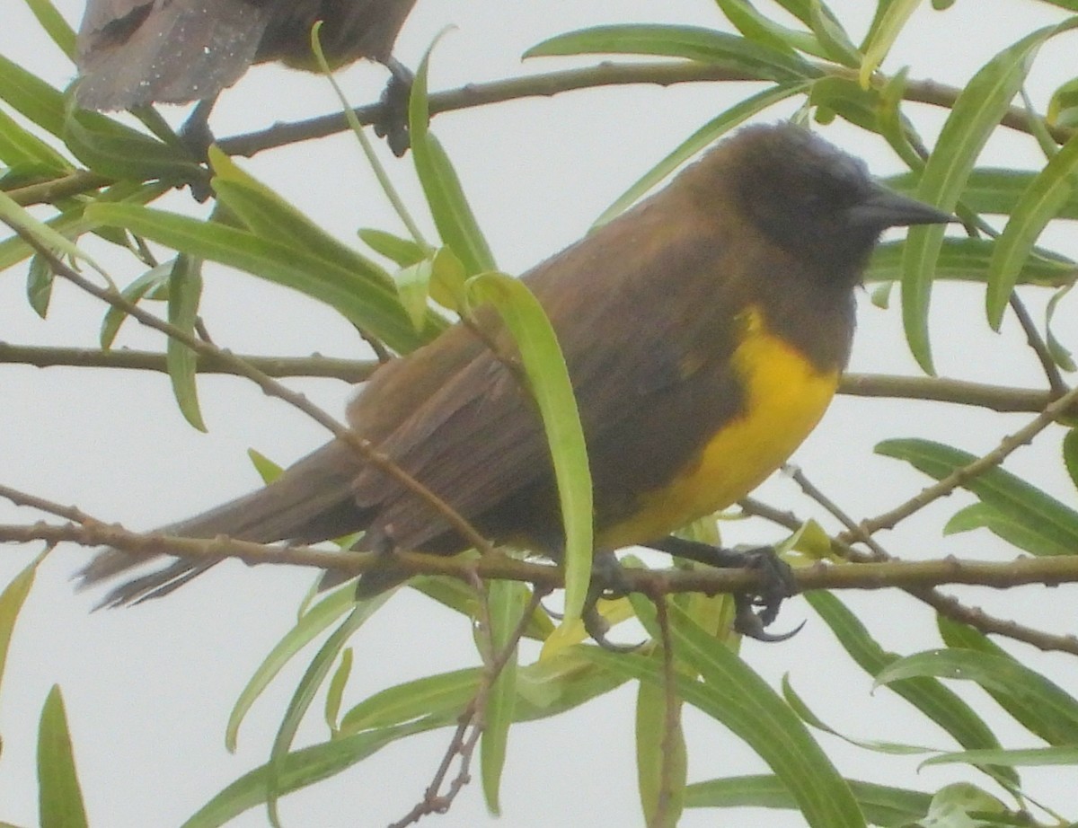 Brown-and-yellow Marshbird - ML638013960
