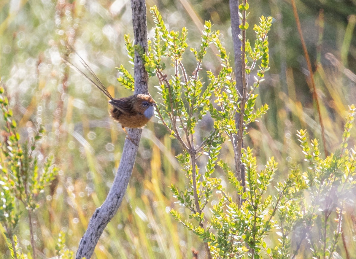 Southern Emuwren - ML638013963