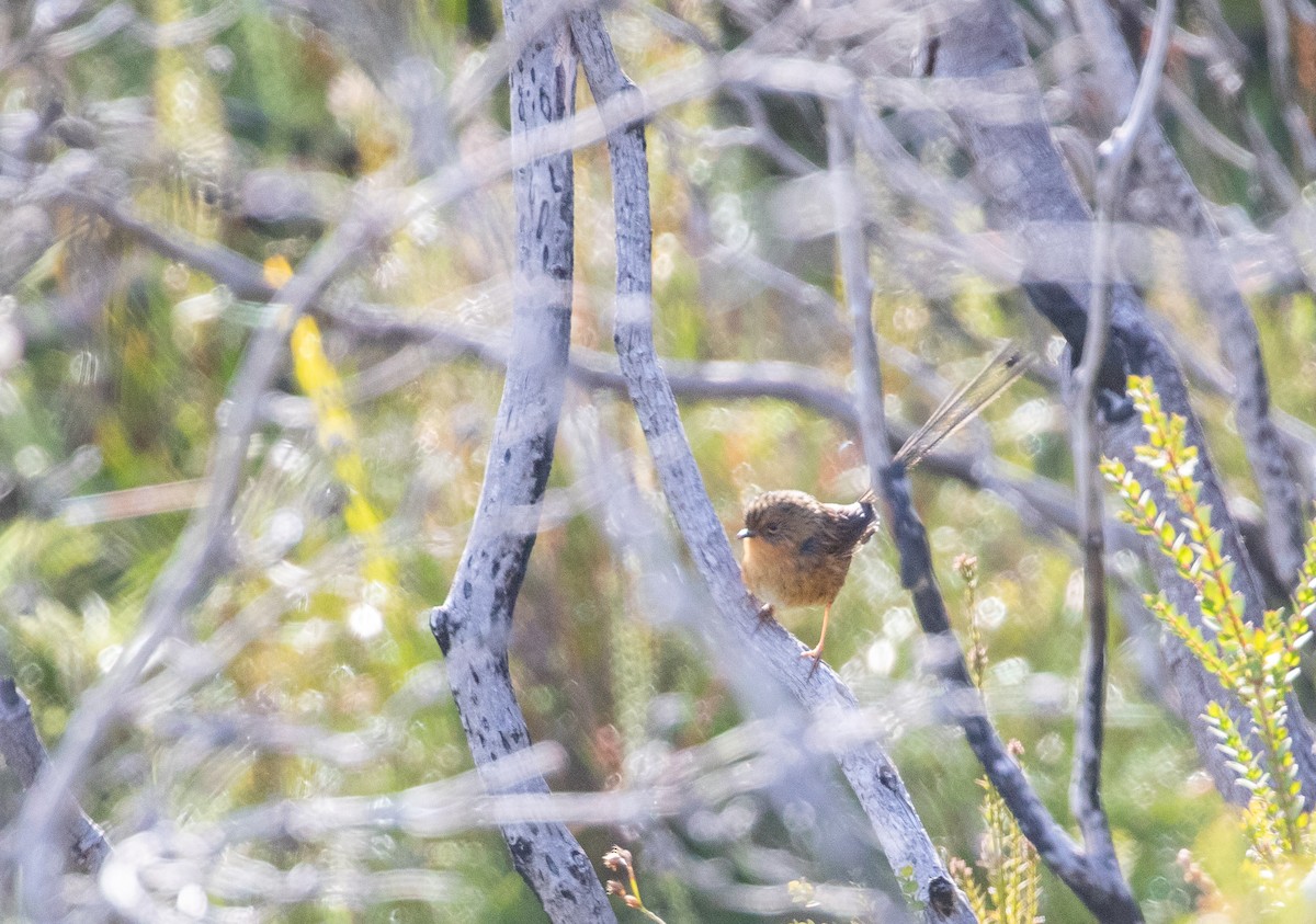 Southern Emuwren - ML638013965