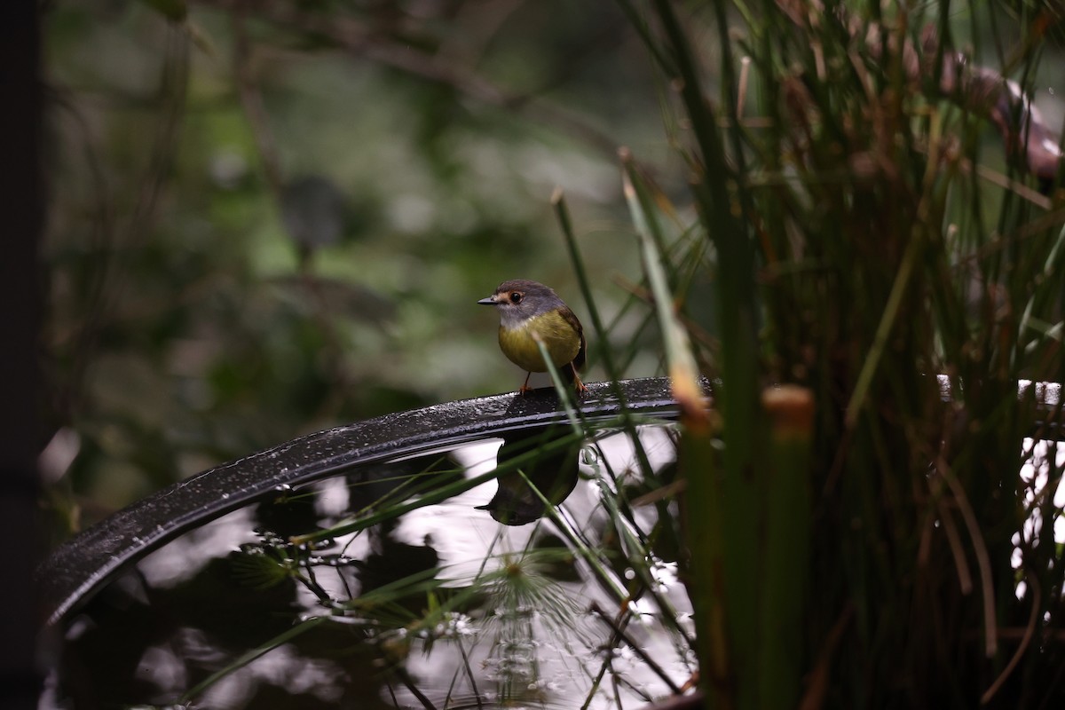 Pale-yellow Robin - ML638014013