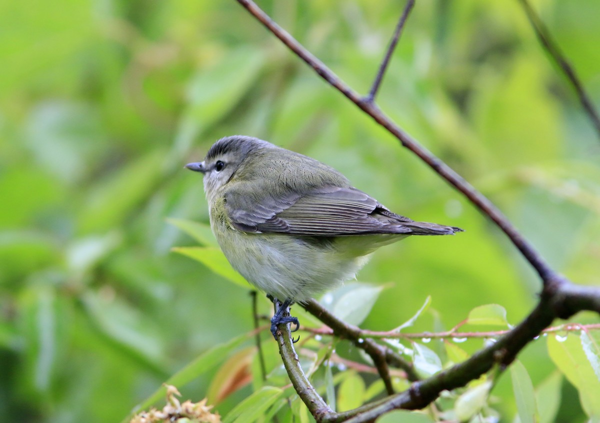 Philadelphia Vireo - ML638014037