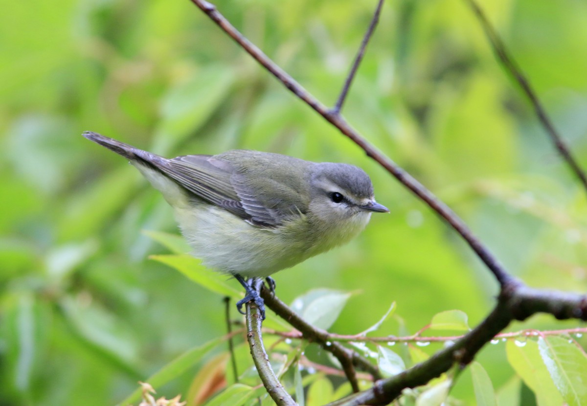 Philadelphia Vireo - ML638014039