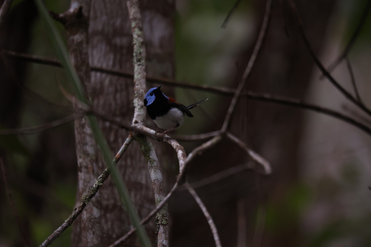 Lovely Fairywren - ML638014067