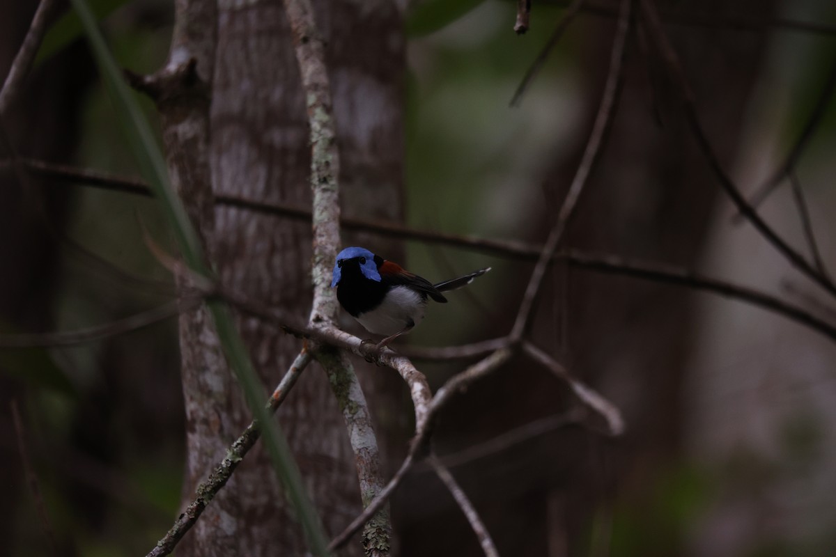 Lovely Fairywren - ML638014068