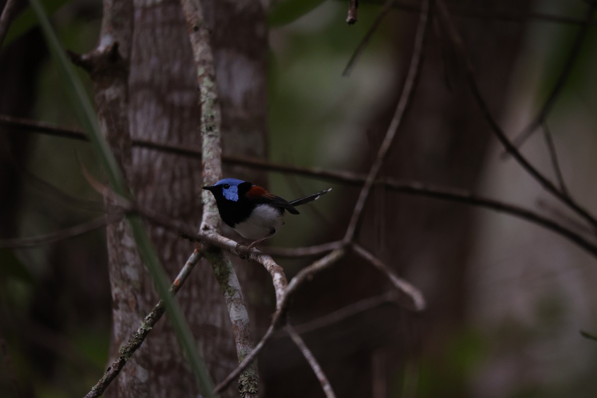 Lovely Fairywren - ML638014069