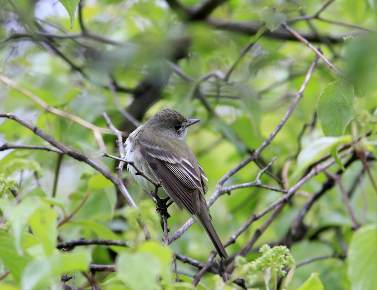 Willow Flycatcher - ML638014080