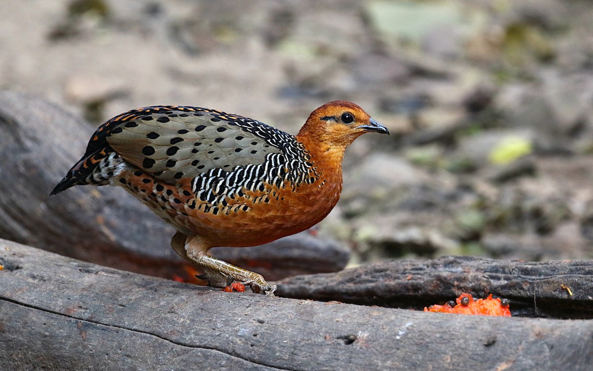 Ferruginous Partridge - ML638014102