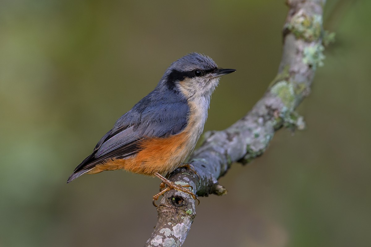 White-tailed Nuthatch - ML638014106