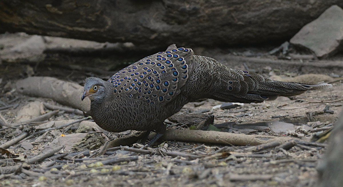 Gray Peacock-Pheasant - ML638014111