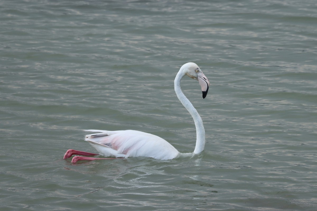 Greater Flamingo - ML638014143